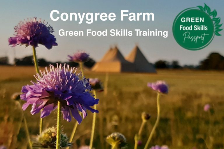 Purple wildflowers growing in a farm field.