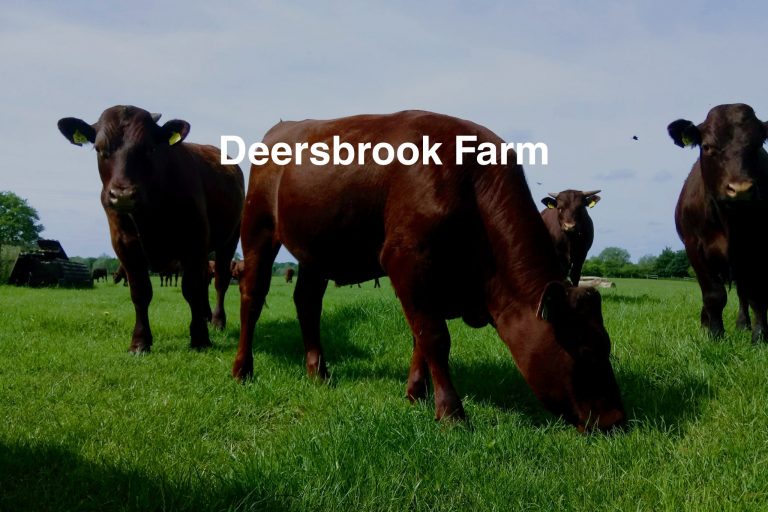 Cows grazing in a green pasture at Deersbrook Farm.